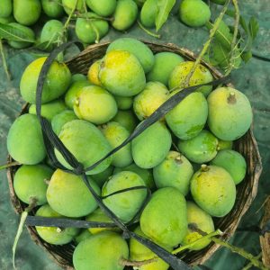 হিমসাগর আম-১২ কেজি