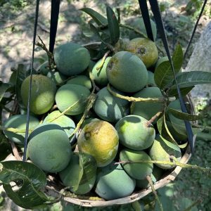 হিমসাগর আম-২২ কেজি