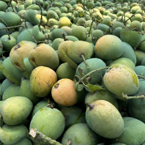 আম